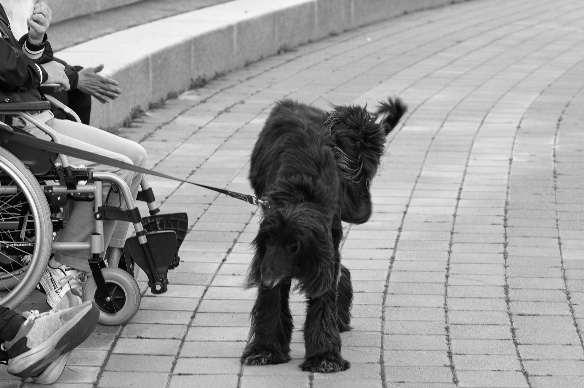 Leica M11 monochrom, APO Telyt 135