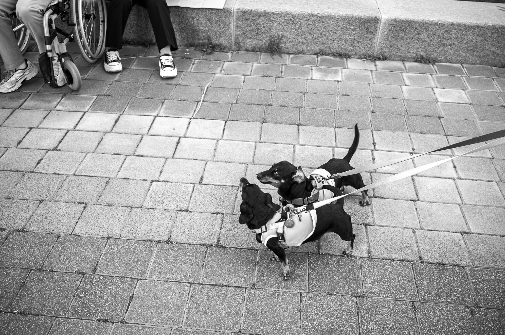 Leica M11 monochrom, APO summicron 35